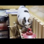 息子の部屋のプチ改造が気になる猫(YouTube)