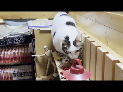 息子の部屋のプチ改造が気になる猫(YouTube)