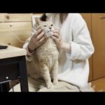 人目を気にして思い存分甘えられない猫(YouTube)