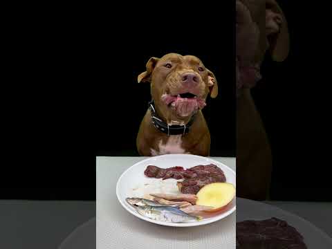 肉よりもりんごをしっかり噛み砕くピットブルが可愛いすぎる(YouTube)