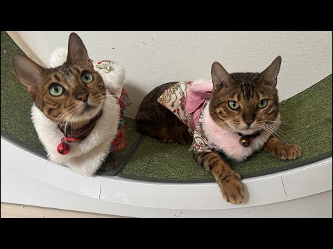 2026あけおめ生配信🎍(YouTube)