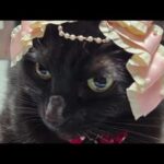 【猫動画】2026年！新春かわいいニャンコ動画！〜にゃんともパレード〜#猫動画#猫#446(YouTube)