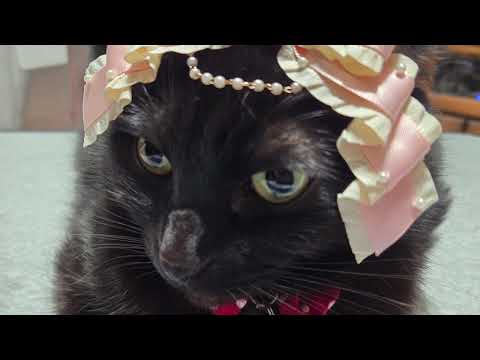 【猫動画】2026年！新春かわいいニャンコ動画！〜にゃんともパレード〜#猫動画#猫#446(YouTube)