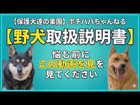 【もう一人で悩まないでください】野犬を「最高のパートナー」に変える魔法の距離感(YouTube)