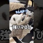 場所の取り合いで喧嘩になるチロマロ！ #shorts(YouTube)