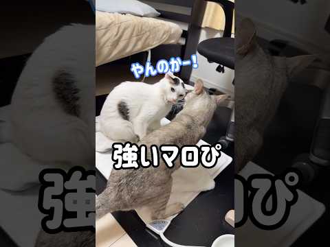 場所の取り合いで喧嘩になるチロマロ！ #shorts(YouTube)