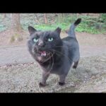 「帰らないで！」と追いかけてきた黒猫が別の縄張りに迷い込んで…(YouTube)