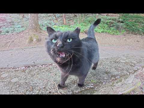 「帰らないで！」と追いかけてきた黒猫が別の縄張りに迷い込んで…(YouTube)