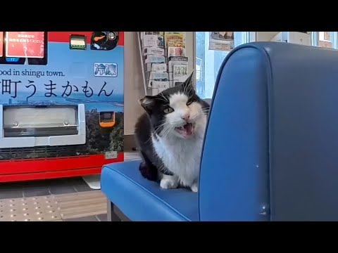 フェリー乗り場の待合室に行くとベンチには猫が座っていました(YouTube)