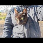 寒すぎるので、黒猫が服の中にもぐりこんでカンガルーになった(YouTube)