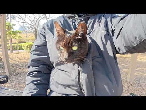 寒すぎるので、黒猫が服の中にもぐりこんでカンガルーになった(YouTube)