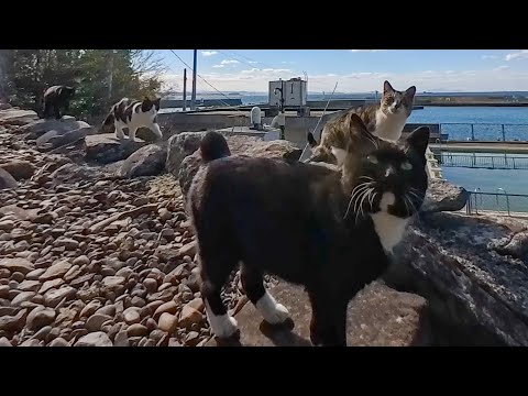 海辺の神社から帰ろうとしたら…猫たちがぞろぞろ付いてきた😺(YouTube)