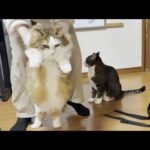 冬季限定、お尻の毛だけ刈られる猫(YouTube)