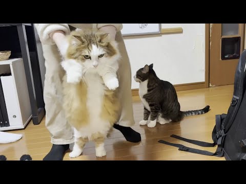 冬季限定、お尻の毛だけ刈られる猫(YouTube)