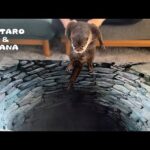 ４年ぶりにカワウソにトリックアートドッキリをやってみた結果　Can Clever Otters See Through Optical Illusions?(YouTube)
