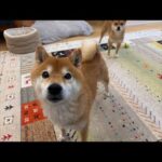 青森市も大雪で大変です💦ママの語り(YouTube)