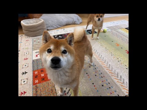 青森市も大雪で大変です💦ママの語り(YouTube)