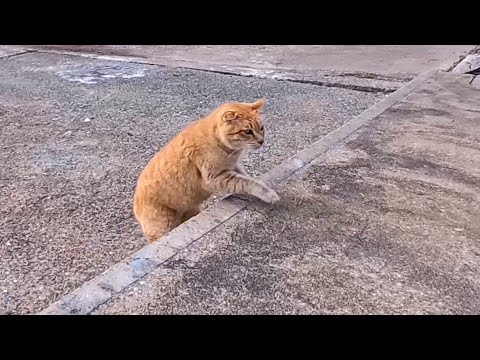 漁港で座っていたら…猫が全力で駆け寄ってきた(YouTube)