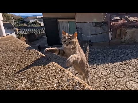 猫島の坂の上の段に座るとあっという間に猫に取り囲まれる(YouTube)