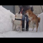 誰よりも破天荒な実家の柴犬がきた瞬間が、これ。(YouTube)