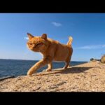 寂しげに歩く猫を撫でてあげたら…次々と仲間が集まってきて、幸せすぎる「猫の楽園」がそこにありました。(YouTube)