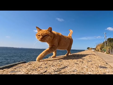 寂しげに歩く猫を撫でてあげたら…次々と仲間が集まってきて、幸せすぎる「猫の楽園」がそこにありました。(YouTube)