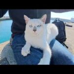 可愛い声で甘えてくるシャム猫ちゃんをひざの上に乗せてみたら・・・(YouTube)