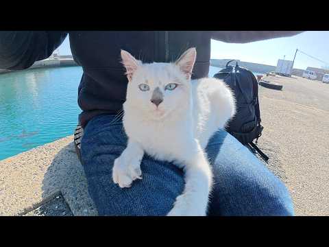 可愛い声で甘えてくるシャム猫ちゃんをひざの上に乗せてみたら・・・(YouTube)