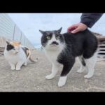 ハート模様の三毛猫をモフっていると、ヒゲ猫が邪魔してきた(YouTube)