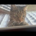 外の寒さにすぐギブアップする猫(YouTube)