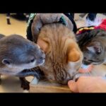 カワウソ猫猫の2026年正月のまったり動画！Otter Cat Cat’s Relaxing New Year’s Video for 2026!(YouTube)
