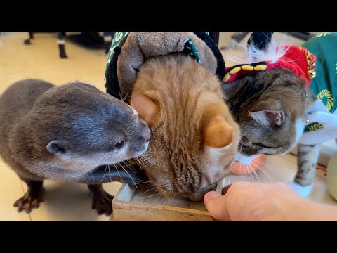 カワウソ猫猫の2026年正月のまったり動画！Otter Cat Cat’s Relaxing New Year’s Video for 2026!(YouTube)