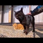 猫島の神社にいつもいる仲良し猫コンビ、今日も寄り添って一緒にお昼寝(YouTube)