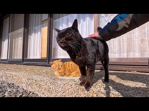 猫島の神社にいつもいる仲良し猫コンビ、今日も寄り添って一緒にお昼寝(YouTube)