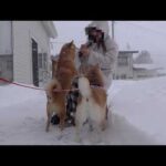 大雪で柴犬が大はしゃぎ！けど一人だけ様子が違いました。。(YouTube)