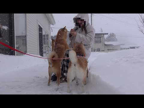 大雪で柴犬が大はしゃぎ！けど一人だけ様子が違いました。。(YouTube)