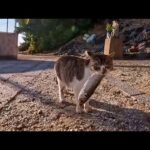 一人で食べようと思って学校裏に魚を持ってきた猫、そこでは猫の集会開催中でみんなに詰め寄られる(YouTube)