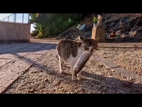 一人で食べようと思って学校裏に魚を持ってきた猫、そこでは猫の集会開催中でみんなに詰め寄られる(YouTube)
