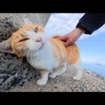 無邪気な茶シロ猫が海で遊んでいると、シャム猫ママが迎えに来た(YouTube)