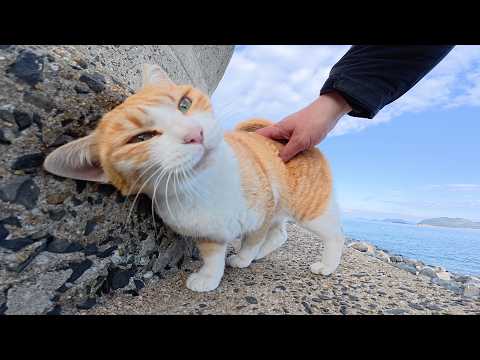無邪気な茶シロ猫が海で遊んでいると、シャム猫ママが迎えに来た(YouTube)