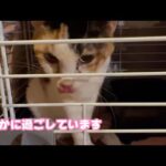 ビビ今のところ穏やかに過ごせています   2026 01 19 1(YouTube)