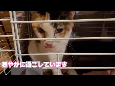 ビビ今のところ穏やかに過ごせています   2026 01 19 1(YouTube)