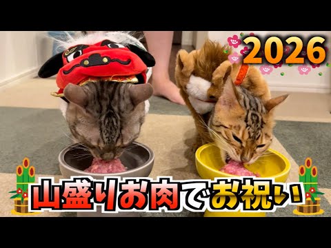 年明けの初ご飯をお肉だけにしたら、食欲が止まらないルトとロゼ(YouTube)
