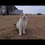 漁港前の広場によく喋る猫ちゃんいました(YouTube)