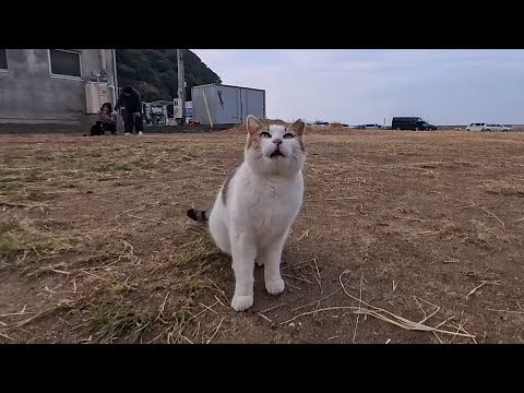 漁港前の広場によく喋る猫ちゃんいました(YouTube)