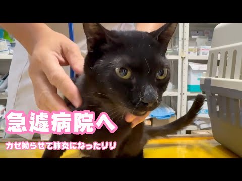 急遽病院へ  風邪をを拗らせて肺炎になったリリ  2026 01 11 2(YouTube)