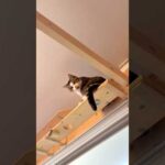 怒ってんの(YouTube)