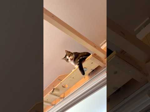 怒ってんの(YouTube)