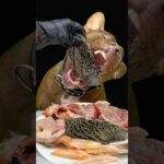 今日も鶏ガラの咀嚼音が最高なダギーさん(YouTube)