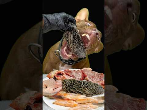 今日も鶏ガラの咀嚼音が最高なダギーさん(YouTube)